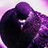 OvO_Pigeon için avatar